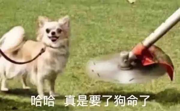 #怪奇物语 第四季S01-07集更新为：官方压制中文字幕无水印版，喜欢的话不容错过哦，重新保存即可