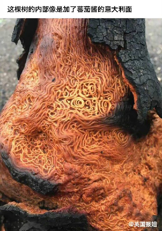 那些看起来很好吃，却不能吃的东西…… ------------------------🏷▶︎ Channel ┇@科技·狐🦊那些看起来很好吃，却不能吃的东西…… ------------------------🏷▶︎ Channel ┇@科技·狐🦊