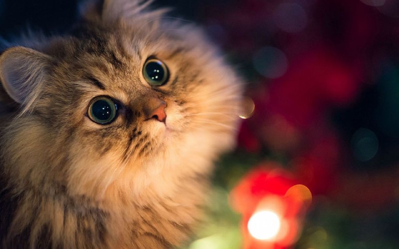 ⬇️  猫抓 Cat Catch ▎在线视频下载工具：一键抓取网页端所有视频🗣️👥【支持平台】：#web📱【应用标签】：#猫抓 #CatCatch #扩展程序 #下载工具📊【应用版本】：2.5.4💻【软件简介】：    😀 一款网页资源嗅探扩展，能帮你下载网页视频，支持 M3U8，支持媒体控制（包括倍速、画中画、全屏、截图等）对音频、视频合并，自定义 CSS、自定义快捷键等功能🌐【Chrome扩展程序】：点我下载🇲🇼🌐【Edge扩展程序】：点我下载🇲🇼🌐【FireFox扩展程序】：点我下载🇲🇼🪙【猫抓项目地址】：点我进入🐱➖➖➖➖➖➖➖➖➖🦊 频道    📖讨论组  ☁️ 投稿Bot