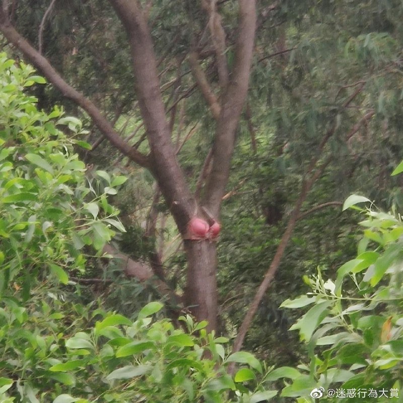 单身久了，看一棵树都眉清目秀的