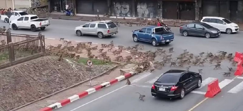 泰国两群猴子街头火拼当地时间7月25日，泰国华富里两大群猴子聚集在一处交通路口，场面非常火爆